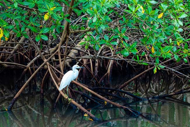 A spectacular ecosystem where you can take canoe trips and observe wild birds