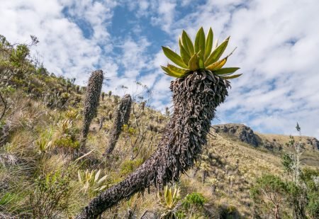 frailejon-plant