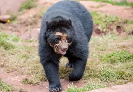 spectacled-bear-walking